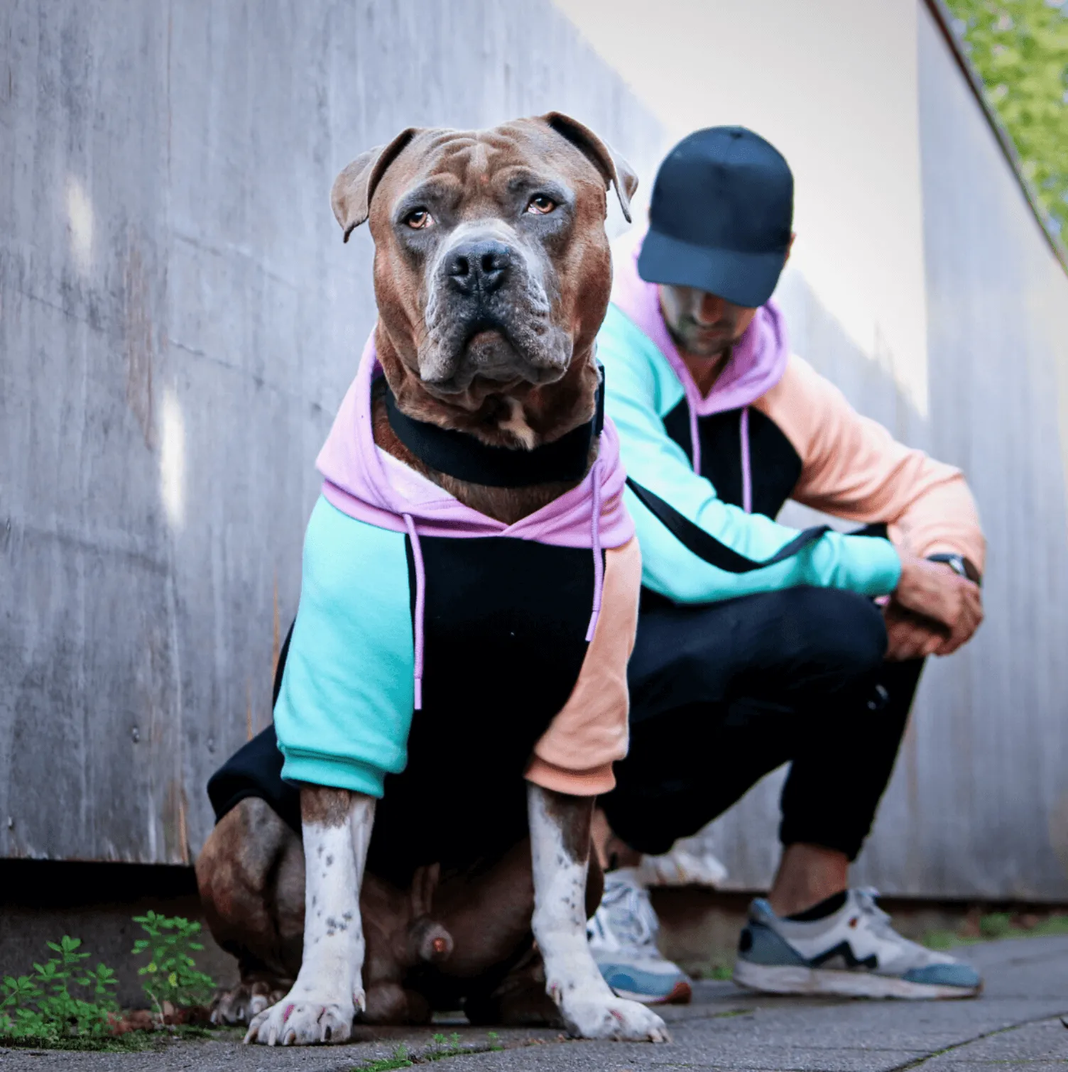 Color Block Dog Hoodies