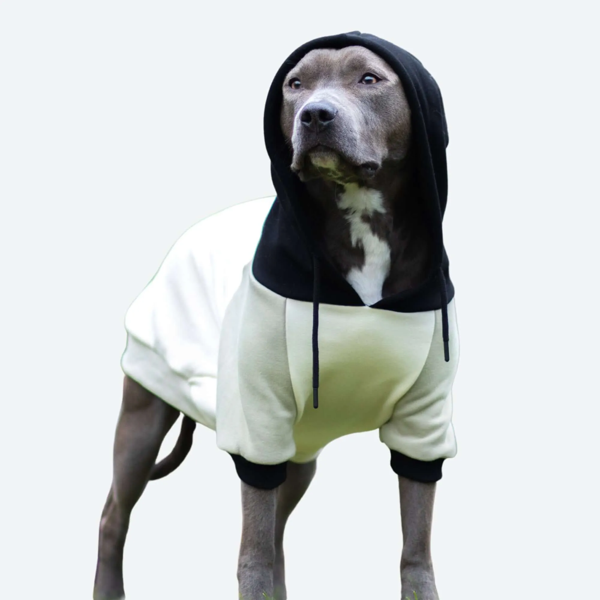 Color Block Dog Hoodies